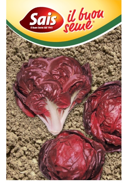 Čakanka Rossa di Verona  20g